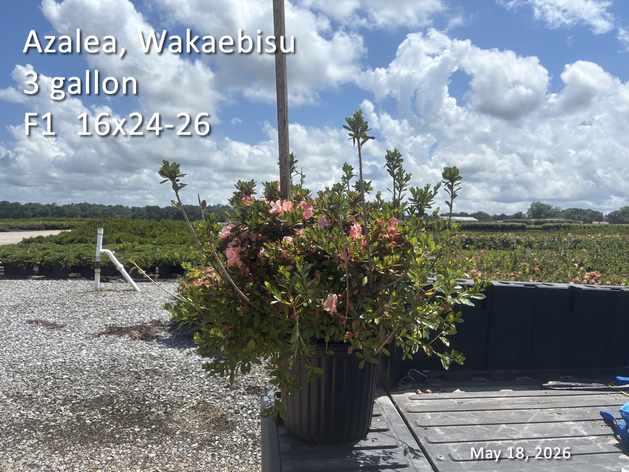 gallery/wak3 f1 may18.jpg